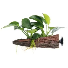 Anubias on Driftwood - Floating