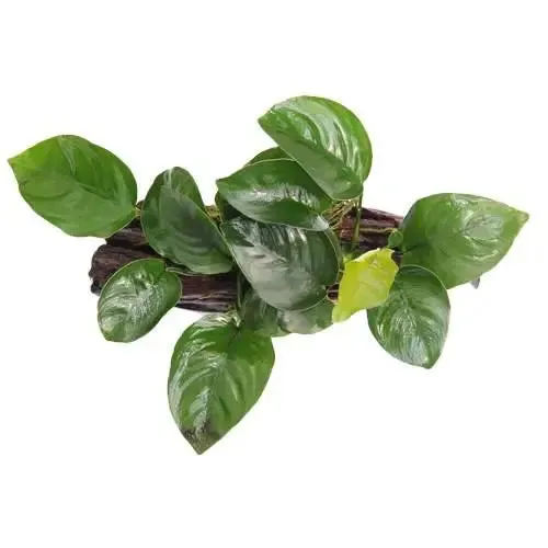 Anubias on Driftwood - Floating